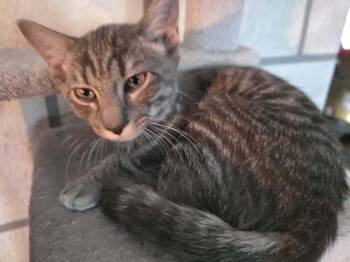 Newton -  Domestic Short Hair Cat for Adoption in Alafaya, Florida - Newton | PetCurious
