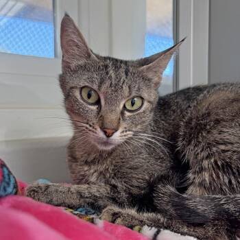 Nelia -  Domestic Short Hair Cat for Adoption in Ojai, California - Nelia | PetCurious