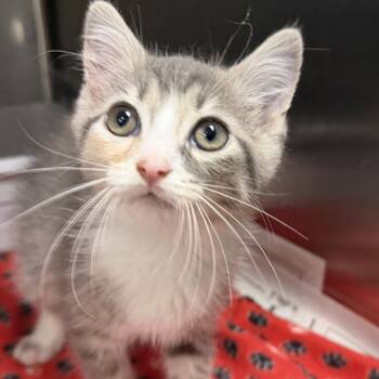 Bessie -  Domestic Short Hair Cat for Adoption in Marion, Virginia - Bessie | PetCurious