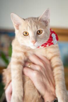 Denver -  Domestic Short Hair Cat for Adoption in Franklin, Tennessee - Denver | PetCurious