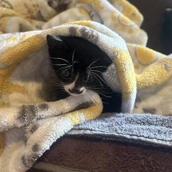 Memphis -  Domestic Short Hair Cat for Adoption in Auburn, Alabama - Memphis | PetCurious