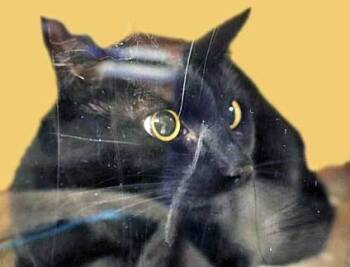 Rescue Domestic Short Hair Cats for Adoption in Wildomar, California - Meatloaf | PetCurious