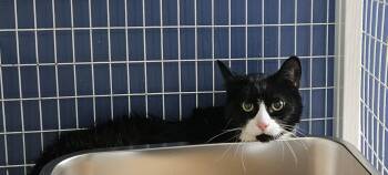 Domestic Short Hair Cats Available for Adoption in Claremont, New Hampshire - Smirnoff | PetCurious