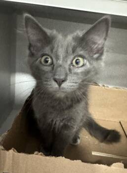 Dusty -  Domestic Short Hair Cat for Adoption in Webster City, Iowa - Dusty | PetCurious