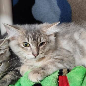 Pooh -  Domestic Long Hair Cat for Adoption in Walker, Michigan - Pooh | PetCurious