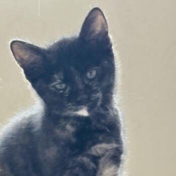 Domestic Short Hair Cats Available for Adoption in Temecula, California - Moon Pie | PetCurious