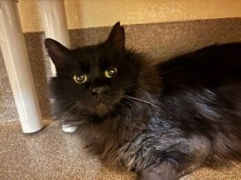 Rescue Domestic Medium Hair and Domestic Short Hair Cats for Adoption in Everett, Washington - Lopez | PetCurious