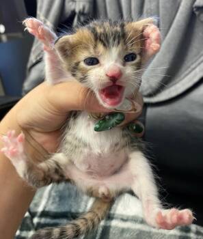 Domestic Short Hair Cats Available for Adoption in Lockhart, Texas - Gummy | PetCurious