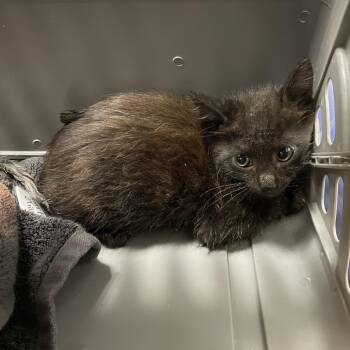 Connor -  Domestic Short Hair Cat for Adoption in Dickinson, Texas - Connor | PetCurious