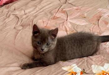 Smidge aka Scary Spice -  Domestic Short Hair Cat for Adoption in Gorham, Maine - Smidge Aka Scary Spice | PetCurious
