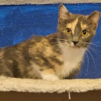 Snoopy -  Domestic Short Hair Cat for Adoption in Des Moines, Iowa - Snoopy | PetCurious