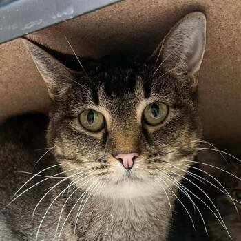 Domestic Short Hair Cats Available for Adoption - Gladys | PetCurious