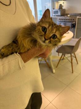 Yansoun, the Loveliest Girl -  Domestic Long Hair Cat for Adoption in Franklin Township, New Jersey - Yansoun, The Loveliest Girl | PetCurious