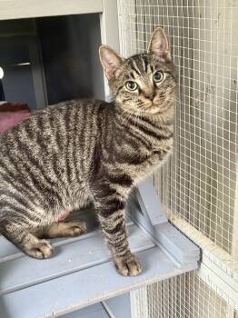 Ace -  Domestic Short Hair Cat for Adoption in Johnson City, Tennessee - Ace | PetCurious