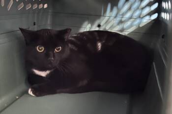 Domestic Short Hair Cats Available for Adoption - Buffalo Wild Wings | PetCurious