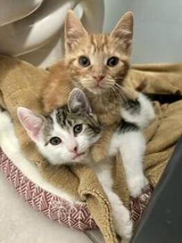 Sesame and Sunflower -  Domestic Short Hair Cat for Adoption in Fairfax, Virginia - Sesame And Sunflower | PetCurious