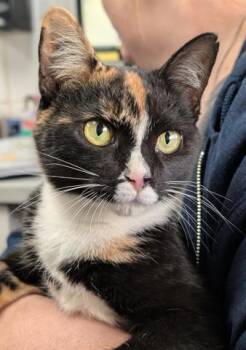 Rescue Domestic Short Hair Cats for Adoption in Canfield, Ohio - MARGO | PetCurious