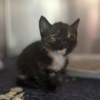 TOODLES -  Domestic Short Hair Cat for Adoption in Riverside, California - TOODLES | PetCurious