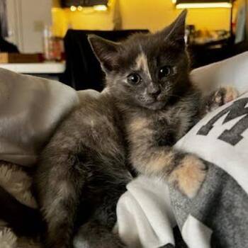 Rose -  Domestic Short Hair Cat for Adoption in Charlottesville, Virginia - Rose | PetCurious