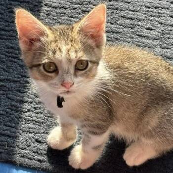 Sheena -  Domestic Short Hair Cat for Adoption in Chicago, Illinois - Sheena | PetCurious