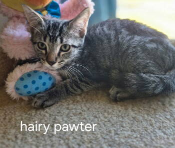 Rescue Domestic Short Hair Cats for Adoption in Oviedo, Florida - Hairy Pawter | PetCurious