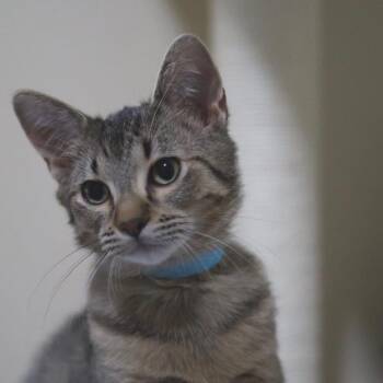 Domestic Short Hair Cats Available for Adoption - Sprout | PetCurious