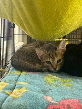 Rescue Domestic Short Hair Cats for Adoption in Baton Rouge, Louisiana - Apple | PetCurious