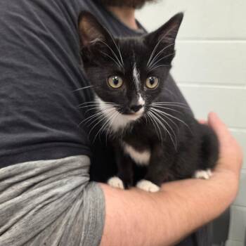 Black Eyed Pea -  Domestic Short Hair Cat for Adoption in Chattanooga, Tennessee - Black Eyed Pea | PetCurious