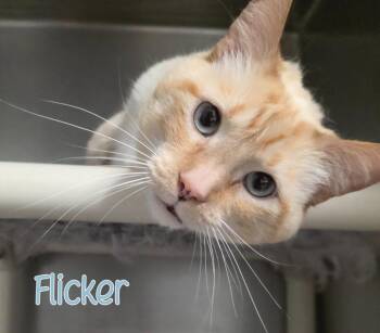 Flicker -  Siamese Cat for Adoption in Port Clinton, Ohio - Flicker | PetCurious