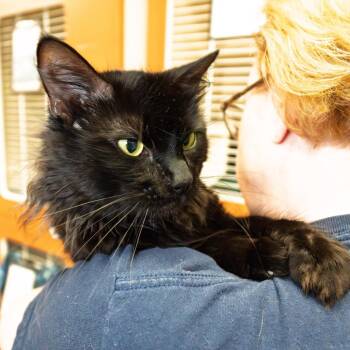 Domestic Long Hair Cats Available for Adoption in South Elgin, Illinois - Arlo | PetCurious