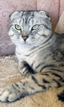 Fancy -  Scottish Fold and Tabby Cat for Adoption in Alameda, California - Fancy | PetCurious