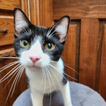 Rescue Domestic Short Hair Cats for Adoption in Oklahoma City, Oklahoma - Hercules | PetCurious