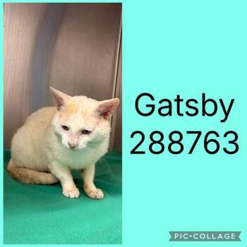 GATSBY -  Domestic Short Hair Cat for Adoption in Macon, Georgia - GATSBY | PetCurious