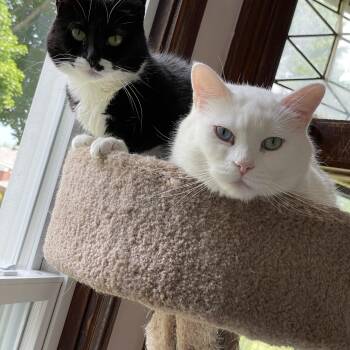 Ziggy & Breena -  Domestic Short Hair Cat for Adoption in New Britain, Connecticut - Ziggy & Breena | PetCurious