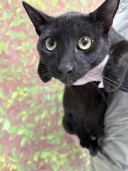 SPIDER -  Domestic Short Hair Cat for Adoption in San Antonio, Texas - SPIDER | PetCurious