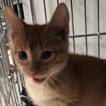 Domestic Short Hair Cats Available for Adoption - Tang K45834 | PetCurious