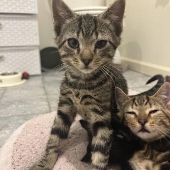 Crouton -  Domestic Short Hair Cat for Adoption in Philadelphia, Pennsylvania - Crouton | PetCurious