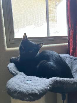 Domestic Short Hair Cats Available for Adoption in Cleveland, Ohio - Expresso | PetCurious
