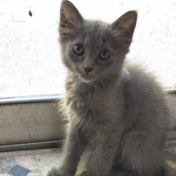 Alani -  Russian Blue and Domestic Short Hair Cat for Adoption in Chattanooga, Tennessee - Alani | PetCurious