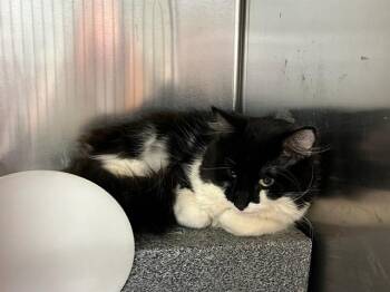Domestic Short Hair Cats Available for Adoption in Colorado Springs, Colorado - ATTICUS | PetCurious