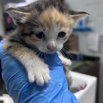 Domestic Short Hair Cats Available for Adoption in Summerville, South Carolina - Thumper | PetCurious