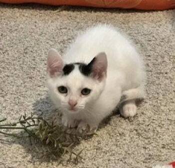 Gustave -  American Shorthair and Tuxedo Cat for Adoption in Rockville, Maryland - Gustave | PetCurious