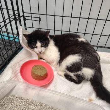 Stellar Jay -  Domestic Short Hair Cat for Adoption in Coos Bay, Oregon - Stellar Jay | PetCurious