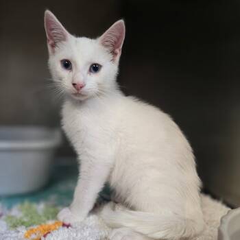 Rescue Domestic Short Hair Cats for Adoption in Hinesville, Georgia - Polar Express | PetCurious