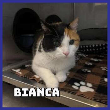 Bianca -  Domestic Short Hair Cat for Adoption in Glenwood, Minnesota - Bianca | PetCurious
