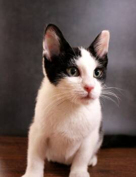 Panda -  Domestic Short Hair Cat for Adoption in Lee