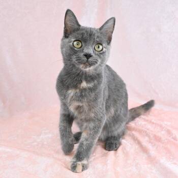 Gwen -  Domestic Short Hair Cat for Adoption in Mobile, Alabama - Gwen | PetCurious