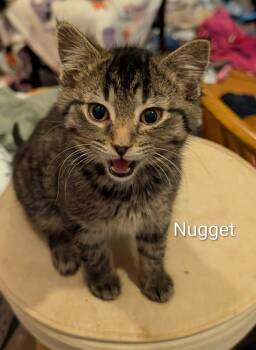 Domestic Medium Hair Cats Available for Adoption - Nugget Rose | PetCurious