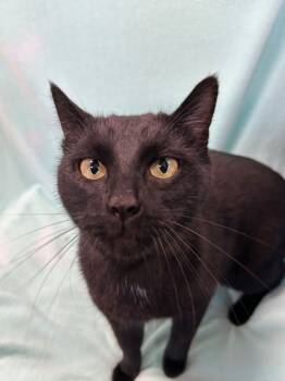 Rescue Domestic Short Hair Cats for Adoption in Denham Springs, Louisiana - Shadow | PetCurious