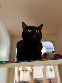 Domestic Short Hair Cats Available for Adoption in Sebastian, Florida - Raven / Crimson | PetCurious